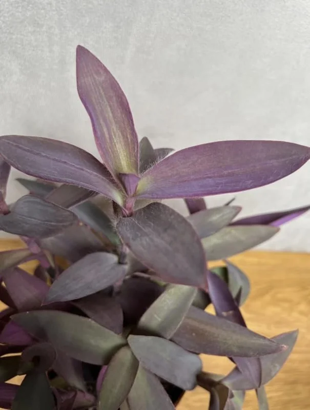 Purple Heart Tradescantia Live Plant - 4 inch Pot - Outdoor Ground Cover - Image 7