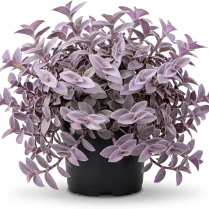 Purple Heart Tradescantia Live Plant - 4 inch Pot - Outdoor Ground Cover - Image 1