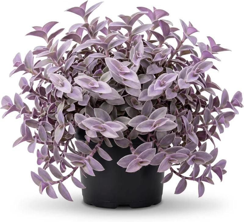 Purple Heart Tradescantia Live Plant - 4 inch Pot - Outdoor Ground Cover - Image 1