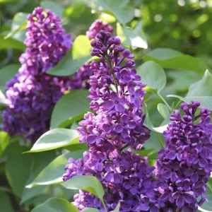 Purple Lilac Bush Live Plant - Fragrant Lavender Blossoms - 4-inch Pot - Zones 3-8 - Image 4