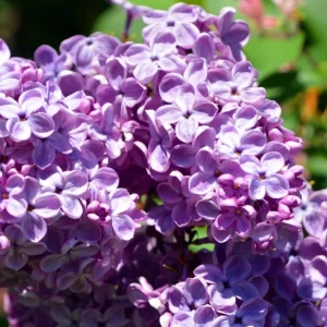 Purple Lilac Bush Live Plant - Fragrant Lavender Blossoms - 4-inch Pot - Zones 3-8 - Image 6
