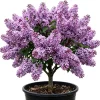 Purple Lilac Bush Live Plant - Fragrant Lavender Blossoms - 4-inch Pot - Zones 3-8 - Image 1