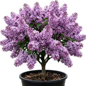 Purple Lilac Bush Live Plant - Fragrant Lavender Blossoms - 4-inch Pot - Zones 3-8 - Image 1