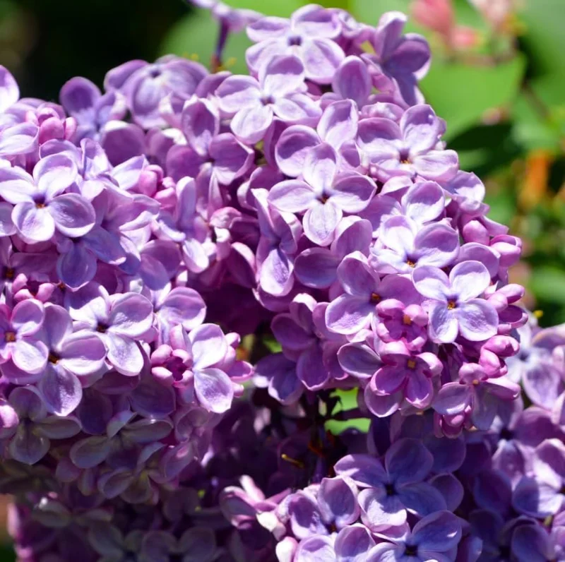 Purple Lilac Bush Live Plant - Vibrant Lavender Flowers, 4 inch Pot, Outdoor - Image 4