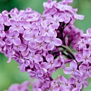 Purple Lilac Bush Live Plant - Vibrant Lavender Flowers, 4 inch Pot, Outdoor - Image 5