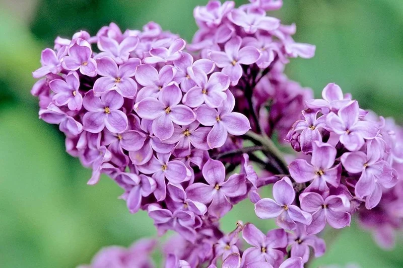 Purple Lilac Bush Live Plant - Vibrant Lavender Flowers, 4 inch Pot, Outdoor - Image 5
