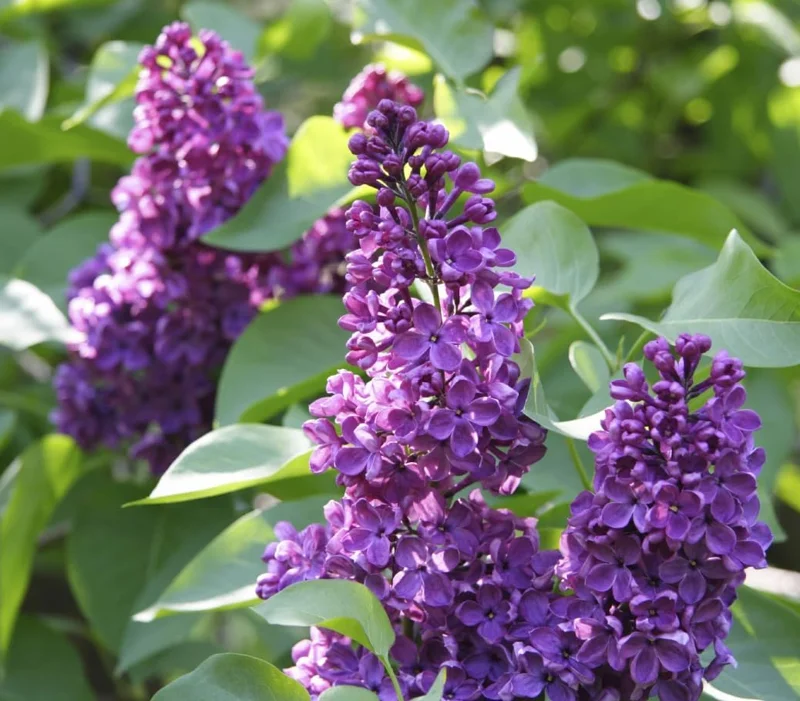 Purple Lilac Bush Live Plant - Vibrant Lavender Flowers, 4 inch Pot, Outdoor - Image 6