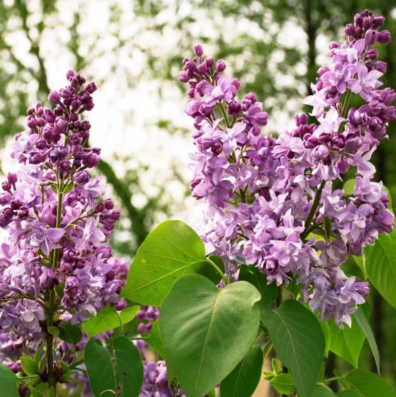 Purple Lilac Bush Live Plant - Vibrant Lavender Flowers, 4 inch Pot, Outdoor - Image 7