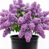 Purple Lilac Bush Live Plant - Vibrant Lavender Flowers, 4 inch Pot, Outdoor - Image 1