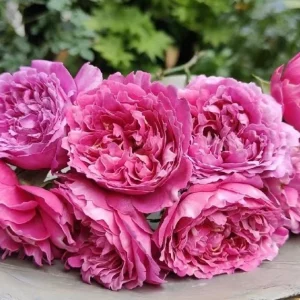 Purple Mist and Frost Shrub Rose Live Plant - Fragrant Purple-Red Blooms - Image 2