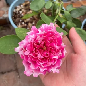 Purple Mist and Frost Shrub Rose Live Plant - Fragrant Purple-Red Blooms - Image 3