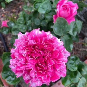 Purple Mist and Frost Shrub Rose Live Plant - Fragrant Purple-Red Blooms - Image 4