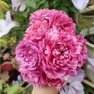 Purple Mist and Frost Shrub Rose Live Plant - Fragrant Purple-Red Blooms - Image 1