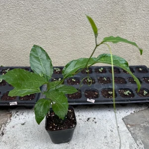 Purple Passion Fruit Vine Live Plant - Passiflora Edulis Starter Pot - Image 3