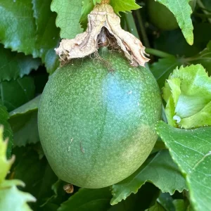 Purple Passion Fruit Vine Live Plant - Passiflora Edulis Starter Pot - Image 5