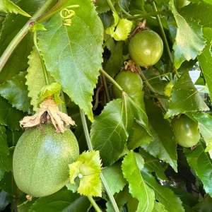 Purple Passion Fruit Vine Live Plant - Passiflora Edulis Starter Pot - Image 6