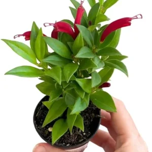 Purple Star Lipstick Live Plant - Trailing Fuchsia Flowers, 2-inch Pot - Image 2