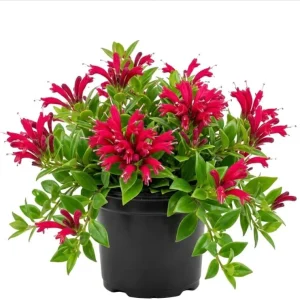 Purple Star Lipstick Live Plant - Trailing Fuchsia Flowers, 2-inch Pot - Image 1