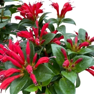 Purple Star Lipstick Live Plant - Trailing Fuchsia Flowers, 2-inch Pot - Image 3