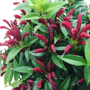 Purple Star Lipstick Live Plant - Trailing Fuchsia Flowers, 2-inch Pot - Image 4