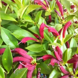 Purple Star Lipstick Live Plant - Trailing Fuchsia Flowers, 2-inch Pot - Image 5