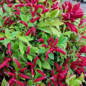 Purple Star Lipstick Live Plant - Trailing Fuchsia Flowers, 2-inch Pot - Image 6