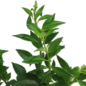 Purple Star Lipstick Live Plant - Trailing Fuchsia Flowers, 2-inch Pot - Image 7