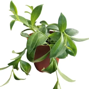 Purple Star Lipstick Plant Live, Aeschynanthus Radicans, 4 Inch Pot, Indoor Trailing Houseplant - Image 2