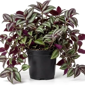Purple Wandering Jew Live Plant, Tradescantia Pallida, 4-Inch Pot, Indoor/Outdoor - Image 2