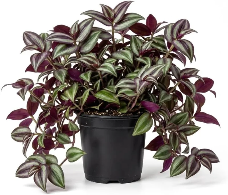 Purple Wandering Jew Live Plant, Tradescantia Pallida, 4-Inch Pot, Indoor/Outdoor - Image 2