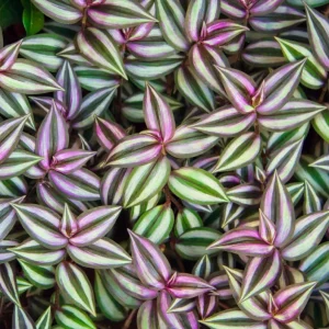 Purple Wandering Jew Live Plant, Tradescantia Pallida, 4-Inch Pot, Indoor/Outdoor - Image 3
