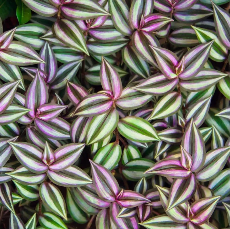 Purple Wandering Jew Live Plant, Tradescantia Pallida, 4-Inch Pot, Indoor/Outdoor - Image 3