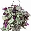 Purple Wandering Jew Live Plant, Tradescantia Pallida, 4-Inch Pot, Indoor/Outdoor - Image 1