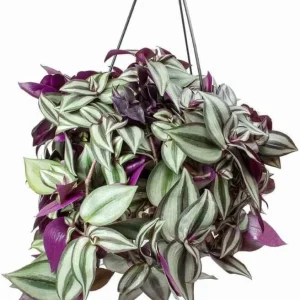 Purple Wandering Jew Live Plant, Tradescantia Pallida, 4-Inch Pot, Indoor/Outdoor - Image 1