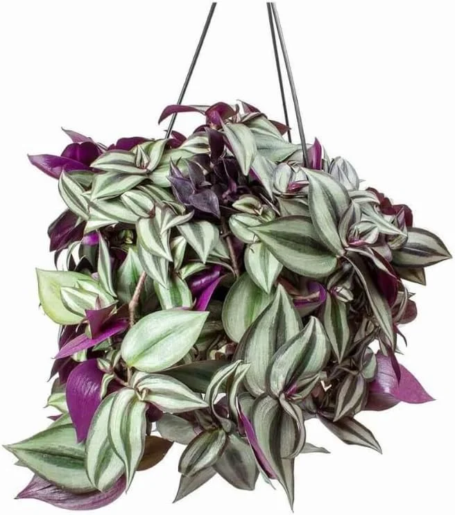 Purple Wandering Jew Live Plant, Tradescantia Pallida, 4-Inch Pot, Indoor/Outdoor - Image 1