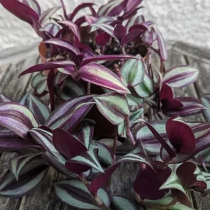 Purple Wandering Jew Live Plant, Tradescantia Pallida, 4-Inch Pot, Indoor/Outdoor - Image 4