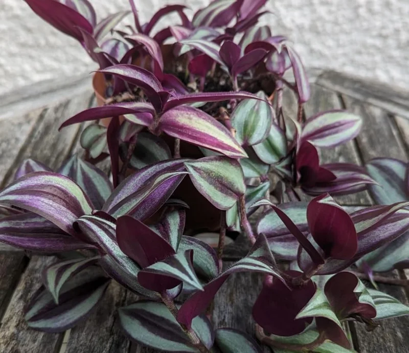Purple Wandering Jew Live Plant, Tradescantia Pallida, 4-Inch Pot, Indoor/Outdoor - Image 4