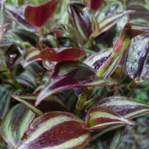 Purple Wandering Jew Live Plant, Tradescantia Pallida, 4-Inch Pot, Indoor/Outdoor - Image 5