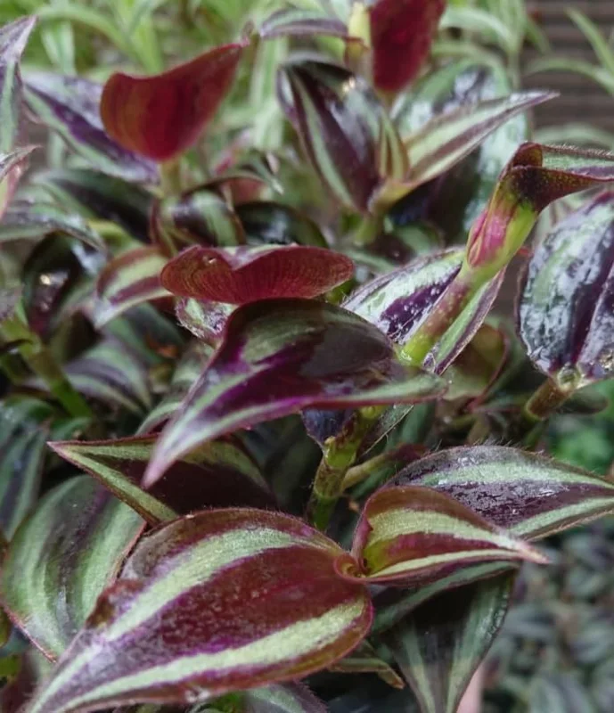 Purple Wandering Jew Live Plant, Tradescantia Pallida, 4-Inch Pot, Indoor/Outdoor - Image 5
