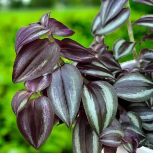 Purple Wandering Jew Live Plant, Tradescantia Pallida, 4-Inch Pot, Indoor/Outdoor - Image 6
