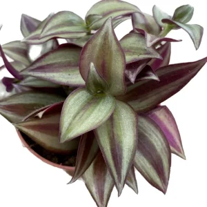 Purple Wandering Jew Live Plant, Tradescantia Pallida, 4-Inch Pot, Indoor/Outdoor - Image 7
