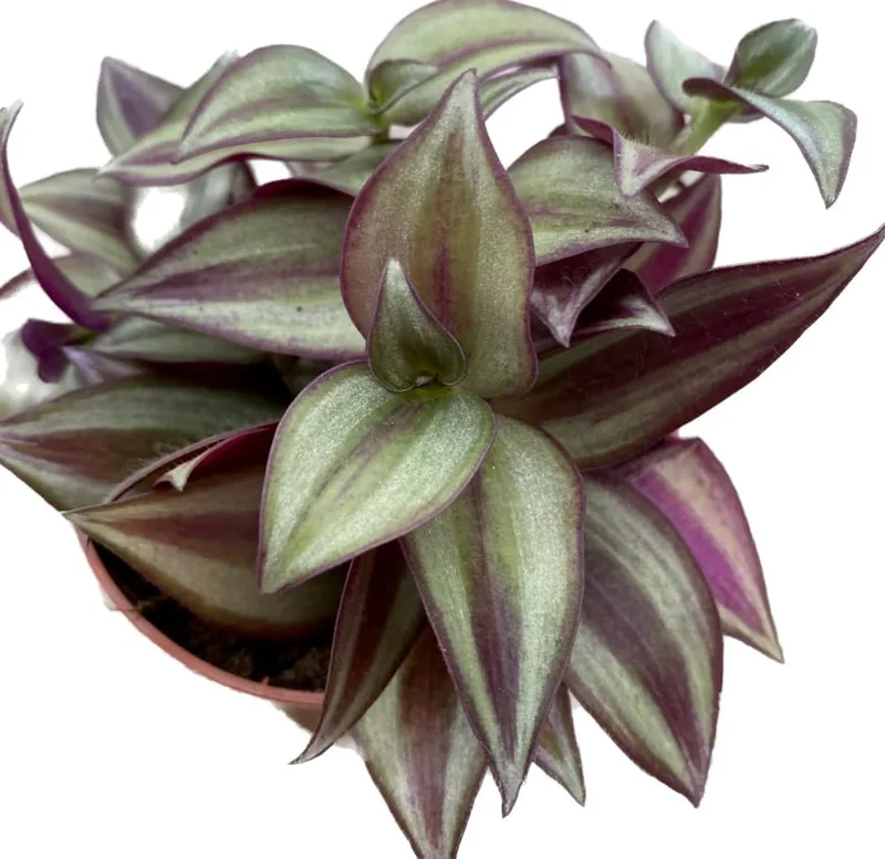 Purple Wandering Jew Live Plant, Tradescantia Pallida, 4-Inch Pot, Indoor/Outdoor - Image 7