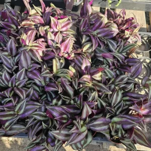 Purple Wandering Jew Live Plant - Tradescantia Variegated, 2" Pot, Indoor/Outdoor - Image 2