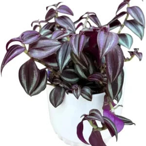 Purple Wandering Jew Live Plant - Tradescantia Variegated, 2" Pot, Indoor/Outdoor - Image 1
