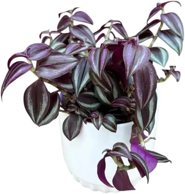 Purple Wandering Jew Live Plant - Tradescantia Variegated, 2" Pot, Indoor/Outdoor - Image 1