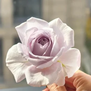 Qian Chong Lan Rose Live Plant - Blue-Purple Floribunda Shrub, 60-90 cm - Image 2