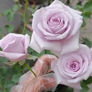 Qian Chong Lan Rose Live Plant - Blue-Purple Floribunda Shrub, 60-90 cm - Image 3