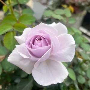 Qian Chong Lan Rose Live Plant - Blue-Purple Floribunda Shrub, 60-90 cm - Image 1