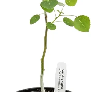 Quaking Aspen Tree Live Plant - Yellow Fall Foliage, White Poplar, 6-8" Tall in 4" Pot, Outdoor - Image 2