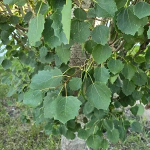 Quaking Aspen Tree Live Plant - Yellow Fall Foliage, White Poplar, 6-8